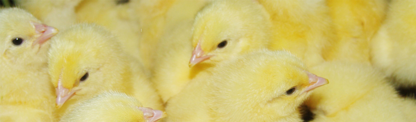 Day Old Chicks