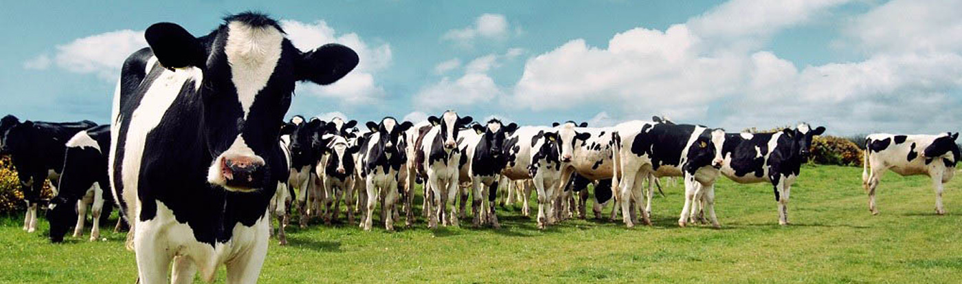 Animal Nutrition Solutions