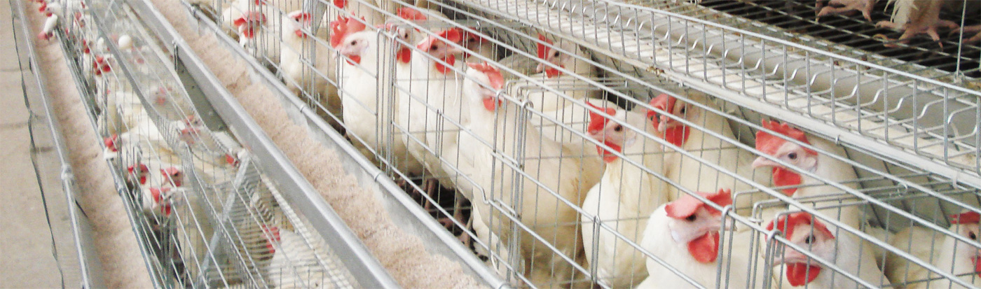 Rearing Pullets